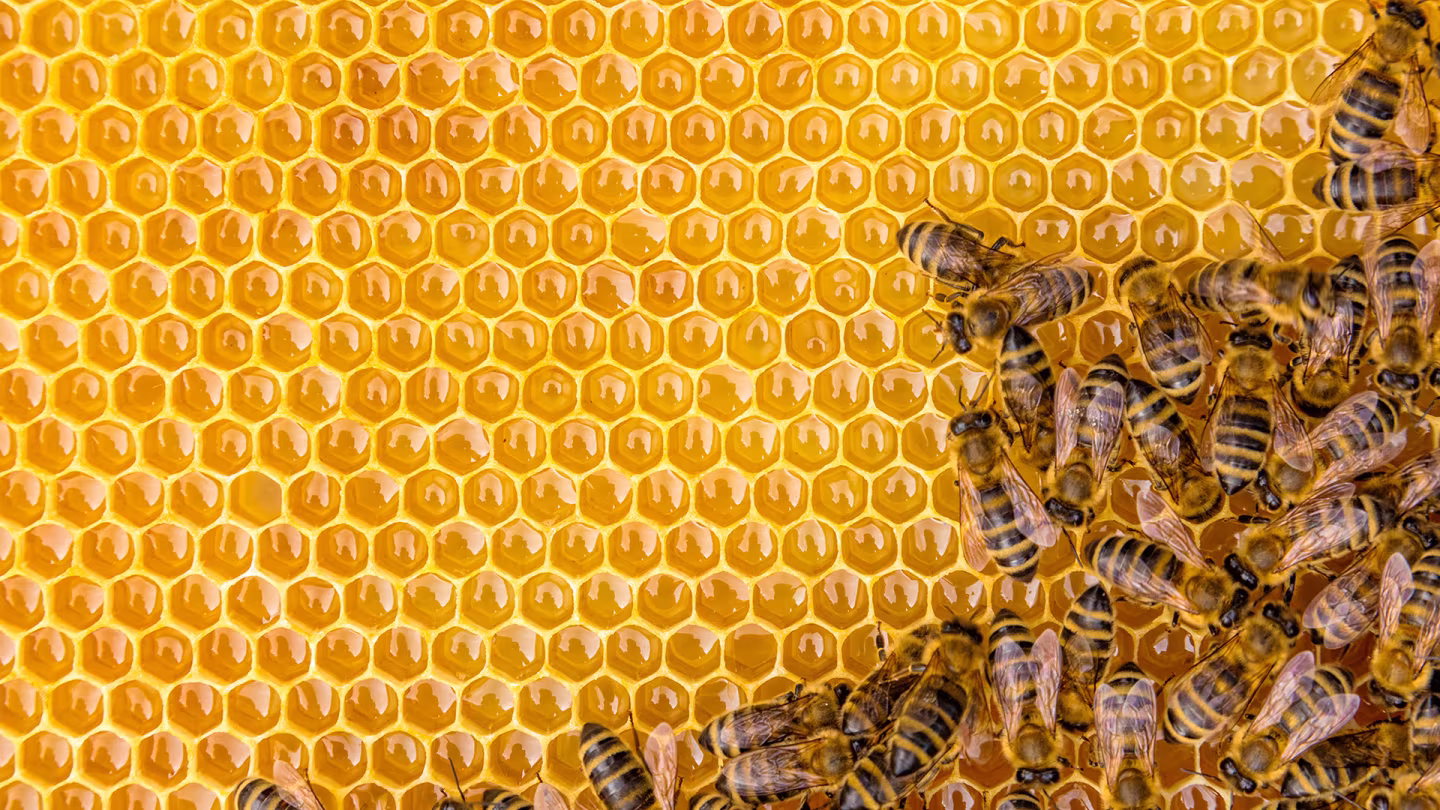 Das Bild zeigt Honigwaben und Bienen.